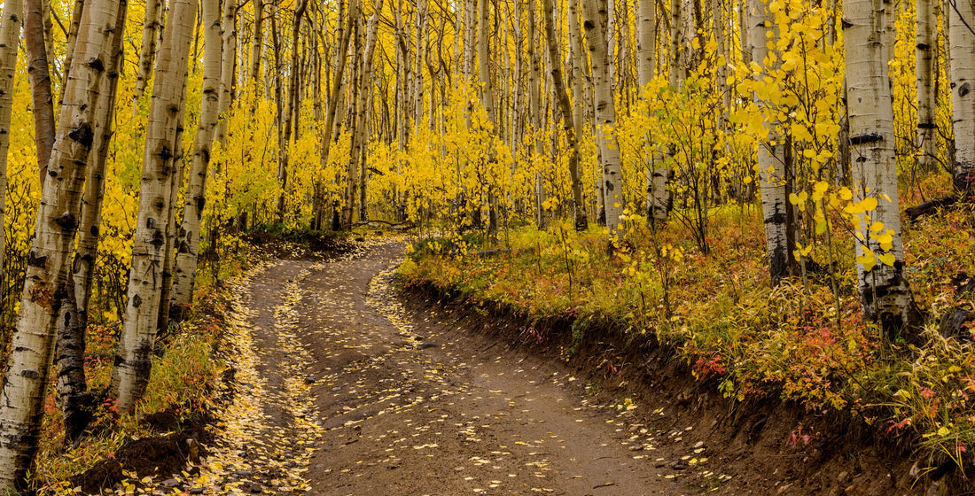 Aspen Trail Diffuser Blend