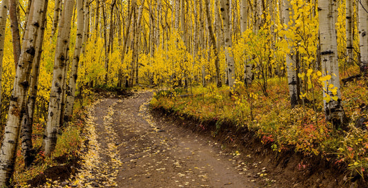Aspen Trail Diffuser Blend